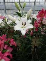 [5217 Genzano VZ No01.JPG]